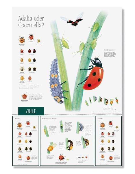 Produktbild: Natur erleben durch das Jahr - 2