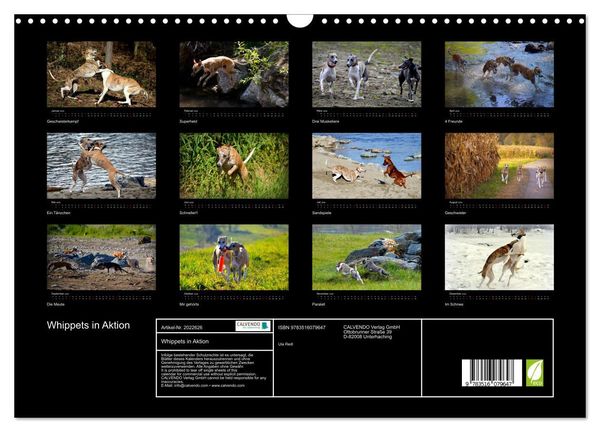 Produktbild: Whippets in Aktion (Wandkalender 2026 DIN A3 quer), CALVENDO Monatskalender