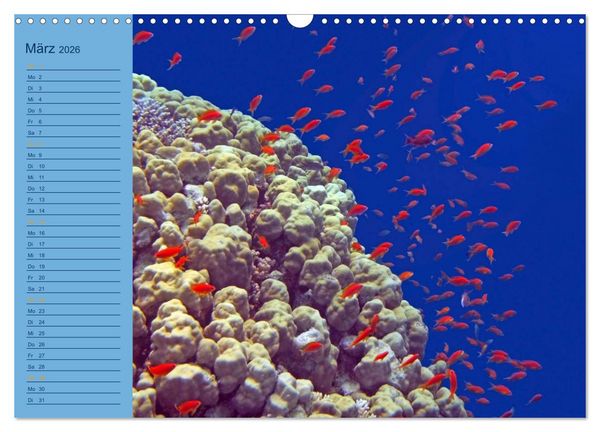 Produktbild: Momente im Blau - Ein Terminplaner f&uuml;r Unterwasser-Freunde (Wandkalender 2026 DIN A3 quer), CALVENDO Monatskalender