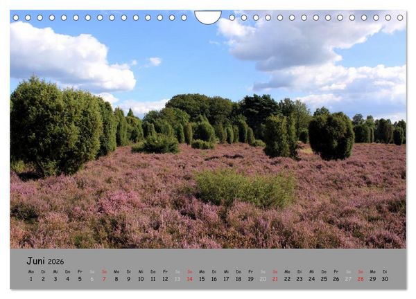 Produktbild: L&uuml;neburger Heide - sch&ouml;n zu jeder Jahreszeit (Wandkalender 2026 DIN A4 quer), CALVENDO Monatskalender