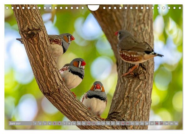 Produktbild: Zebrafinken Abenteuer (Wandkalender 2027 DIN A4 quer), CALVENDO Monatskalender