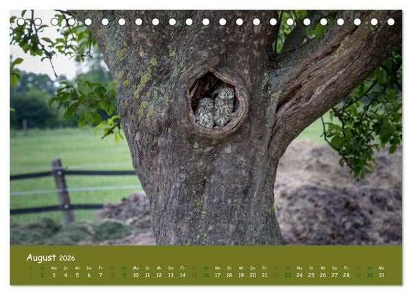 Produktbild: Steink&auml;uze (Athene noctua) (Tischkalender 2026 DIN A5 quer), CALVENDO Monatskalender