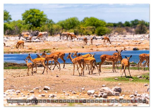 Produktbild: Namibia und Botswana - Entdeckungen in der Weite Afrikas (hochwertiger Premium Wandkalender 2026 DIN A2 quer), Kunstdruck in Hochglanz