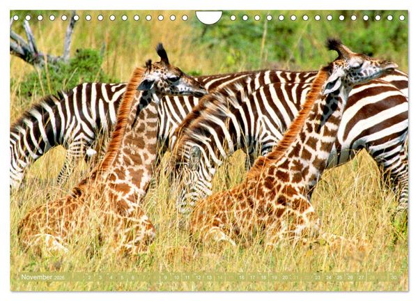 Produktbild: Giraffen: Die afrikanischen Riesen mit Weitblick (Wandkalender 2026 DIN A4 quer), CALVENDO Monatskalender