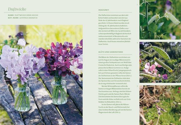 Produktbild: Bl&uuml;tenreich &ndash; Schnittblumen mit Herz und Hand vermehren