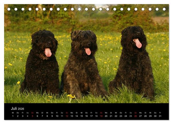 Produktbild: Bouvier des Flandres (Tischkalender 2026 DIN A5 quer), CALVENDO Monatskalender
