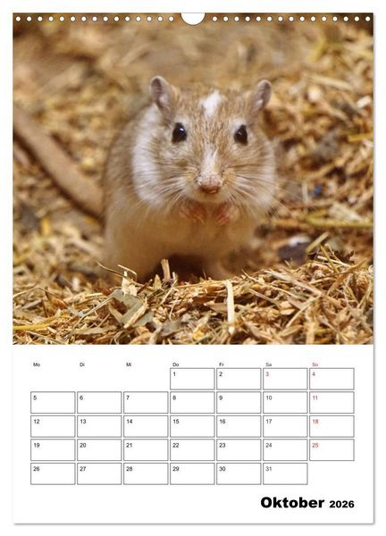 Produktbild: Lustige Rennm&auml;use (Wandkalender 2026 DIN A3 hoch), CALVENDO Monatskalender
