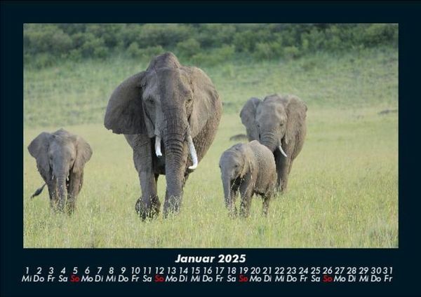 Produktbild: Der Elefantenkalender 2025 Fotokalender DIN A5