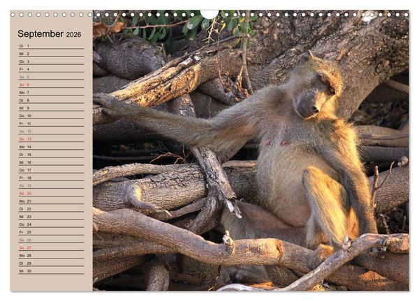 Produktbild: Affen in Afrika (Wandkalender 2026 DIN A3 quer), CALVENDO Monatskalender