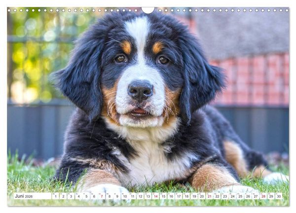Produktbild: Berner Sennenhunde machen gl&uuml;cklich (Wandkalender 2026 DIN A3 quer), CALVENDO Monatskalender