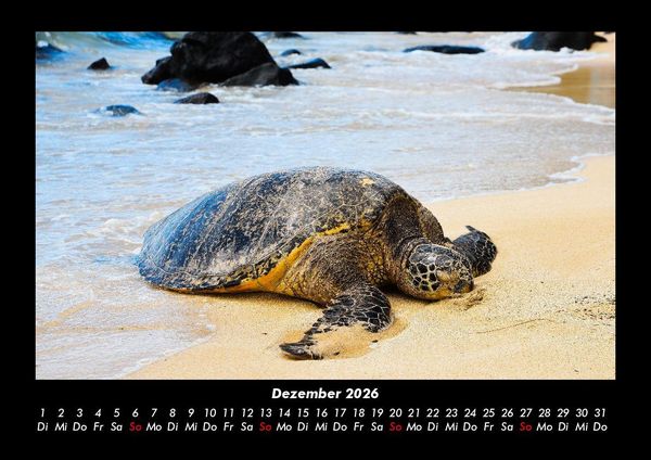 Produktbild: Schildkr&ouml;tenzauber 2026 Fotokalender DIN A3