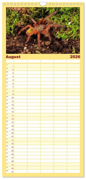 Produktbild: Familienplaner 2026 - Vogelspinnen - Tarantulas mit 5 Spalten (Wandkalender, 21 x 45 cm) CALVENDO