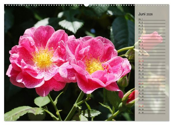 Produktbild: Rosensommer (hochwertiger Premium Wandkalender 2026 DIN A2 quer), Kunstdruck in Hochglanz