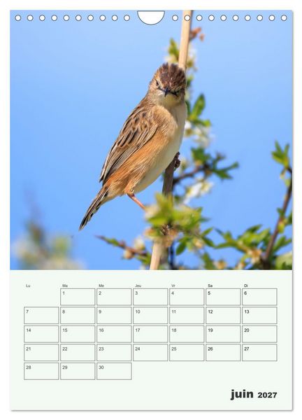 Produktbild: Le monde intime des oiseaux (Calendrier mural 2027 DIN A4 horizontal), CALVENDO calendrier mensuel