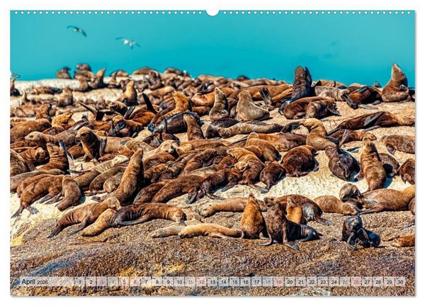 Produktbild: Westkap S&uuml;dafrika (Wandkalender 2026 DIN A2 quer), CALVENDO Monatskalender