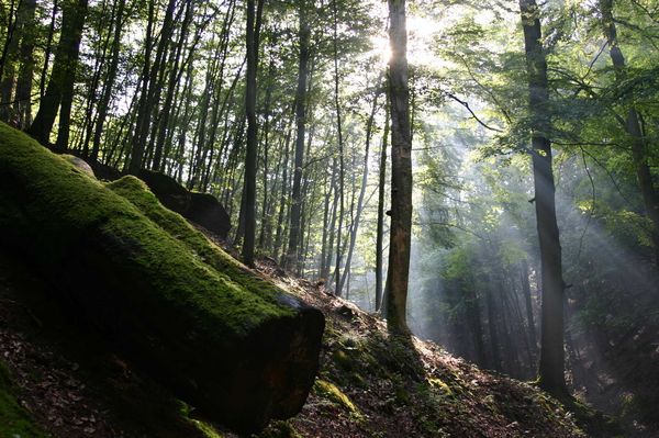 Produktbild: Das gr&uuml;ne Wunder - Unser Wald