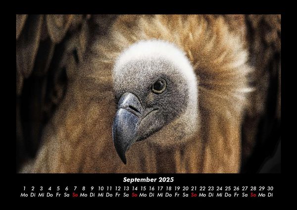 Produktbild: Vogelparadies 2025 Fotokalender DIN A3