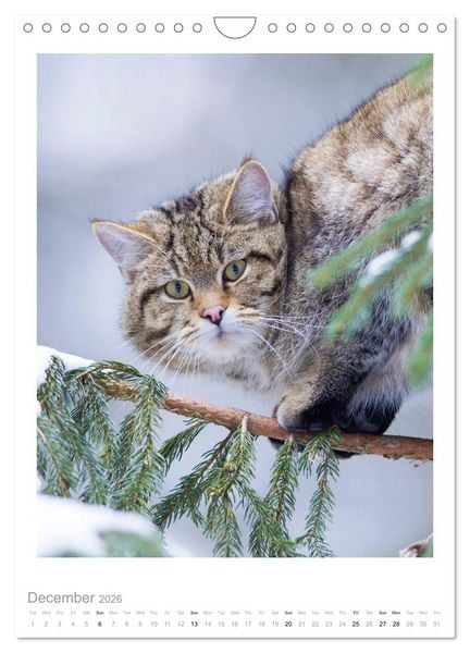 Produktbild: European Wildcats (Wall Calendar 2026 DIN A4 portrait), CALVENDO 12 Month Wall Calendar