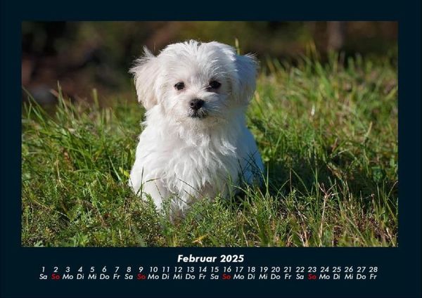 Produktbild: Welpen 2025 Fotokalender DIN A4