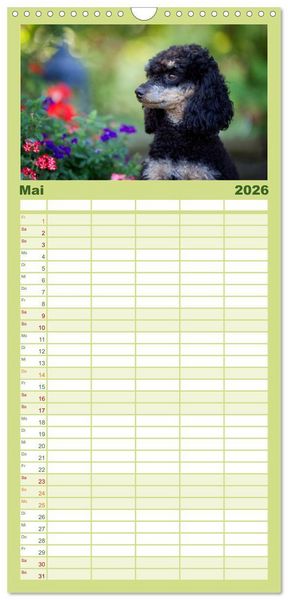 Produktbild: Familienplaner 2026 - Pudel mit 5 Spalten (Wandkalender, 21 x 45 cm) CALVENDO