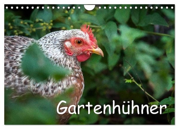 Produktbild: Gartenh&uuml;hner (Wandkalender 2026 DIN A4 quer), CALVENDO Monatskalender