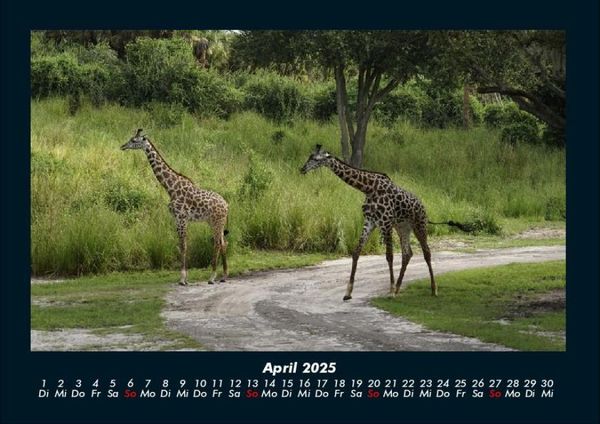 Produktbild: Giraffen 2025 Fotokalender DIN A4