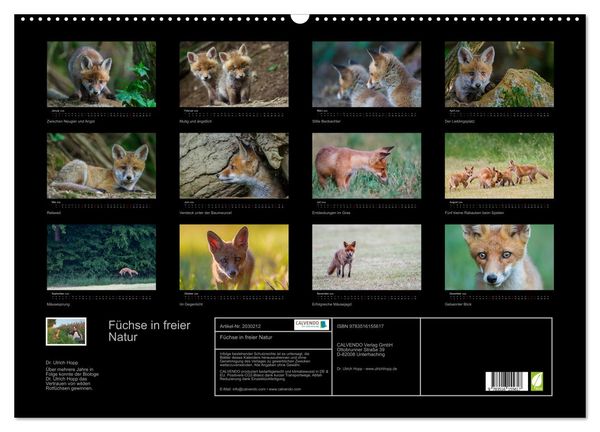 Produktbild: F&uuml;chse in freier Natur (Wandkalender 2026 DIN A2 quer), CALVENDO Monatskalender