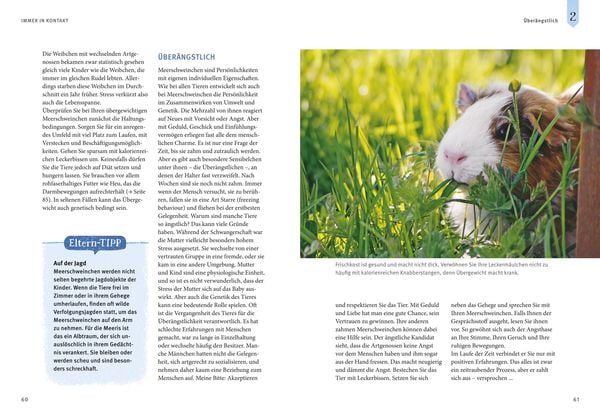 Produktbild: Neugierige Meerschweinchen