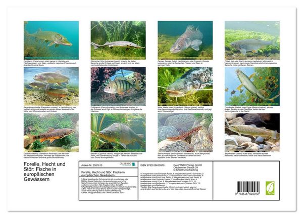 Produktbild: Forelle, Hecht und St&ouml;r: Fische in europ&auml;ischen Gew&auml;ssern (hochwertiger Premium Wandkalender 2026 DIN A2 quer), Kunstdruck in Hochglanz