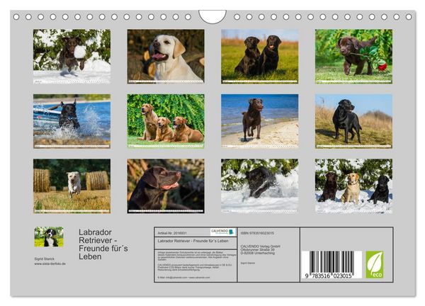 Produktbild: Labrador Retriever - Freunde f&uuml;r&acute;s Leben (Wandkalender 2026 DIN A4 quer), CALVENDO Monatskalender