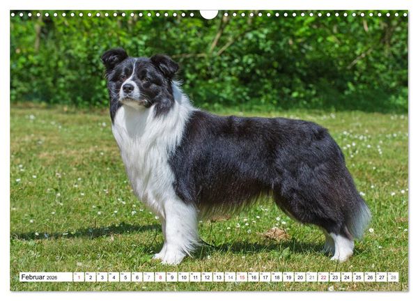 Produktbild: Traumhund Border Collie (Wandkalender 2026 DIN A3 quer), CALVENDO Monatskalender