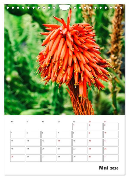 Produktbild: Dornige Sch&ouml;nheiten - Kakteen und Sukkulenten (Wandkalender 2026 DIN A4 hoch), CALVENDO Monatskalender