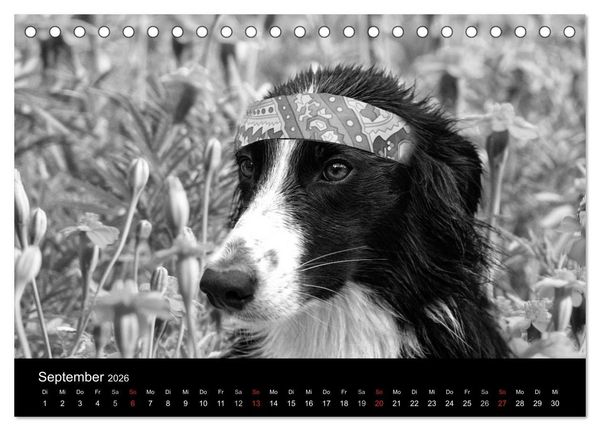 Produktbild: H&uuml;tehunde (Tischkalender 2026 DIN A5 quer), CALVENDO Monatskalender