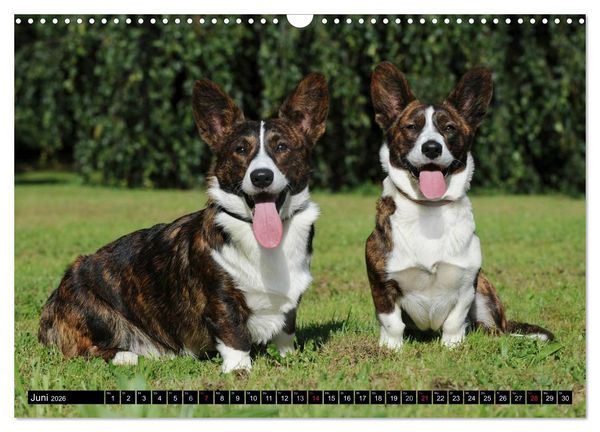 Produktbild: Welsh Corgi - Kobold auf 4 Pfoten (Wandkalender 2026 DIN A3 quer), CALVENDO Monatskalender