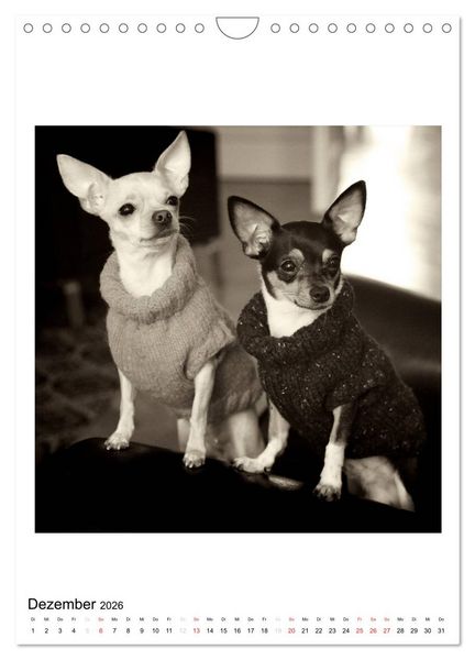 Produktbild: CHIHUAHUA CHIC Photos Marion Koell (Wandkalender 2026 DIN A4 hoch), CALVENDO Monatskalender