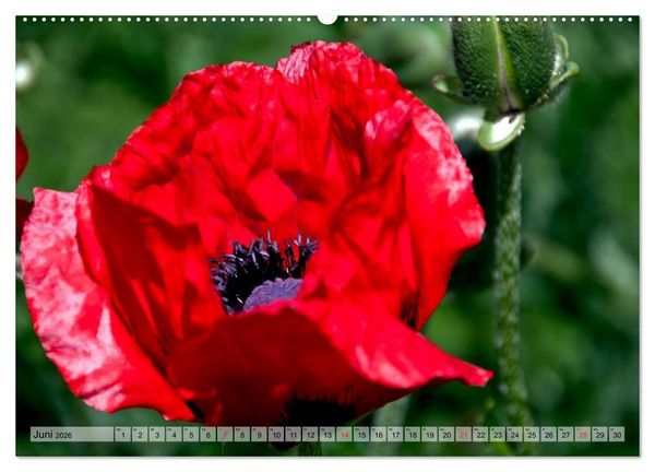 Produktbild: Voll Mohn (Wandkalender 2026 DIN A2 quer), CALVENDO Monatskalender