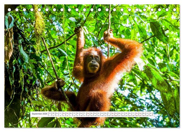 Produktbild: Gunung Leuser Nationalpark und seine Orang Utans (Tischkalender 2026 DIN A5 quer), CALVENDO Monatskalender