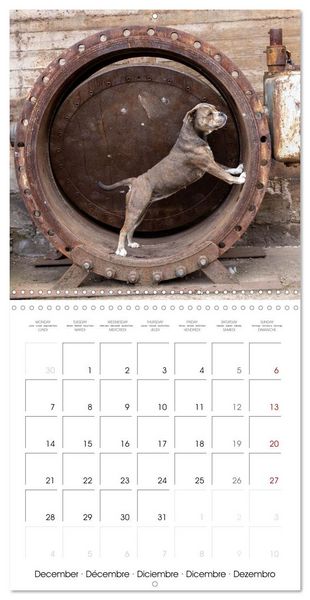Produktbild: City dogs in the landscape park (Wall Calendar 2026 12 &times; 12 Inch) CALVENDO 12 Month Wall Calendar