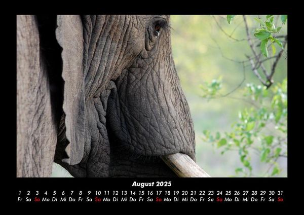 Produktbild: Der Elefantenkalender 2025 Fotokalender DIN A3