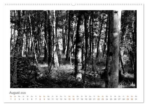Produktbild: Quo Vadis? W&auml;lder und Wege in der R&ouml;hn, L&uuml;neburger Heide und der Mecklenburgischen Seenplatte (Wandkalender 2026 DIN A2 quer), CALVENDO Monatskalender