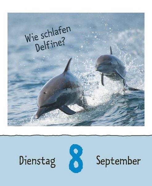 Produktbild: Wie faul ist das Faultier? 2026