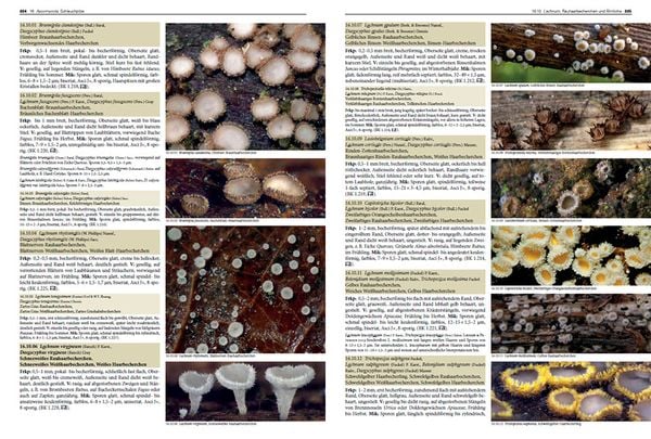 Produktbild: Pilze Mitteleuropas