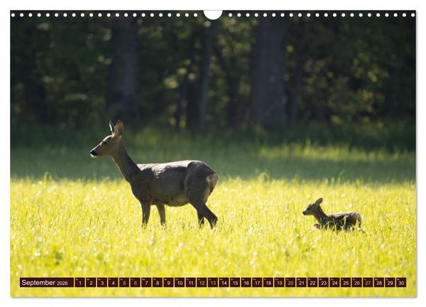 Produktbild: Zauberhafte Wesen - anmutiges Rehwild (Wandkalender 2026 DIN A3 quer), CALVENDO Monatskalender