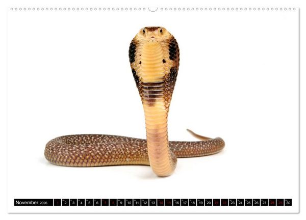Produktbild: Amphibien und Reptilien (Wandkalender 2026 DIN A2 quer), CALVENDO Monatskalender
