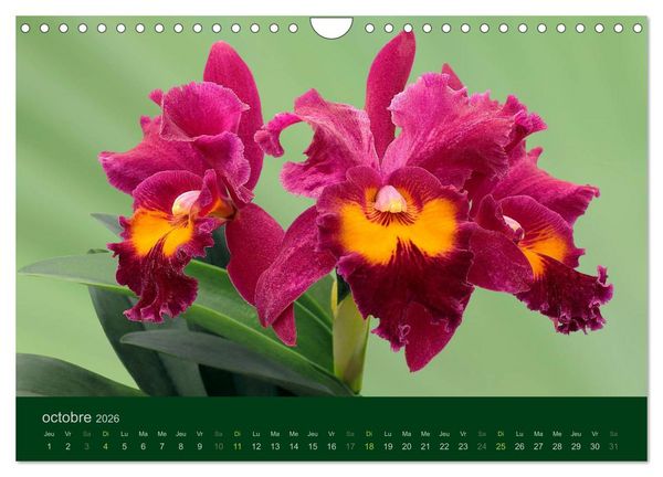 Produktbild: Les Orchid&eacute;es (Calendrier mural 2026 DIN A4 vertical), CALVENDO calendrier mensuel