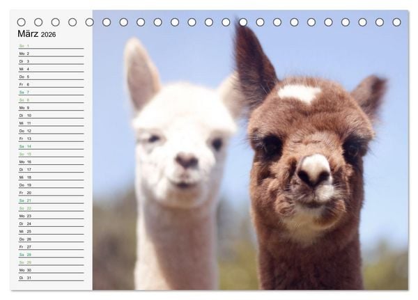 Produktbild: Alpakababys zum Verlieben (Tischkalender 2026 DIN A5 quer), CALVENDO Monatskalender