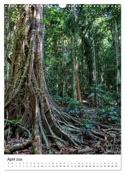 Produktbild: Regenwald - Australien (Wandkalender 2026 DIN A3 hoch), CALVENDO Monatskalender