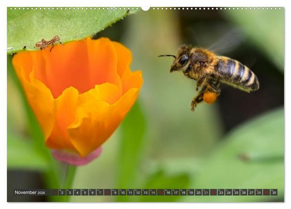 Produktbild: Sehe die Bienen (Wandkalender 2026 DIN A2 quer), CALVENDO Monatskalender