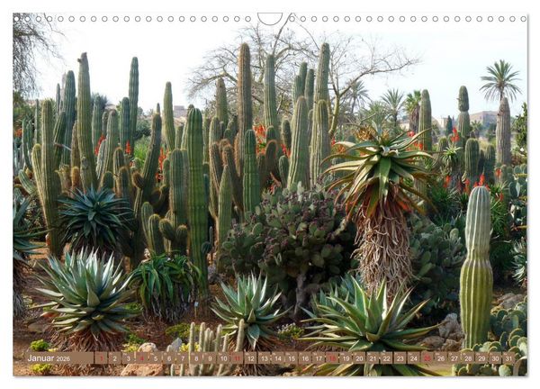 Produktbild: BOTANICACTUS Mallorcas Kakteengarten (Wandkalender 2026 DIN A3 quer), CALVENDO Monatskalender