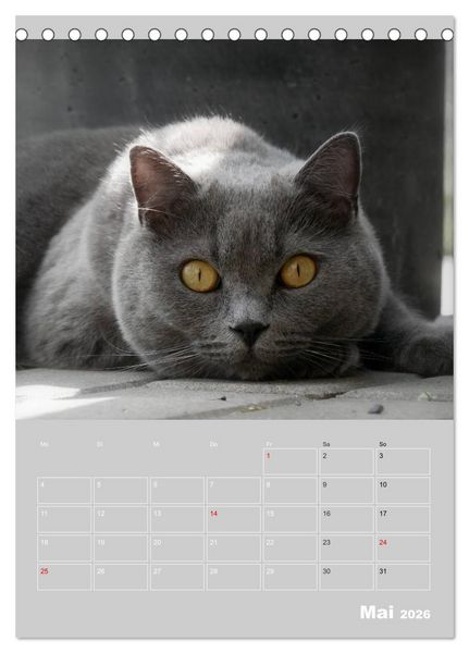 Produktbild: Graue Engel - Britischkurzhaar-Katzen (Tischkalender 2026 DIN A5 hoch), CALVENDO Monatskalender